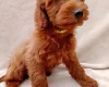 Cavapoo