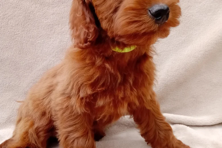Cavapoo