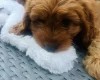 Cavapoo