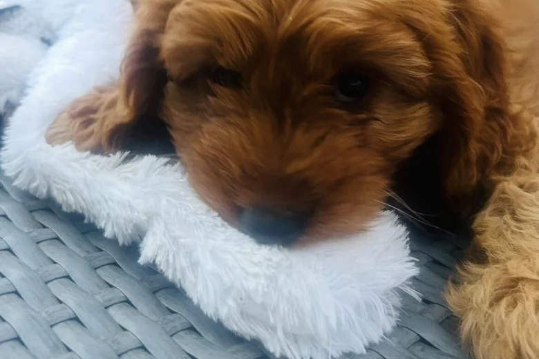Cavapoo