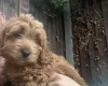 Cavapoo
