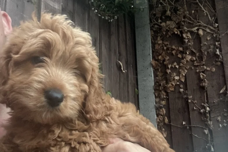 Cavapoo