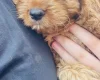 Cavapoo