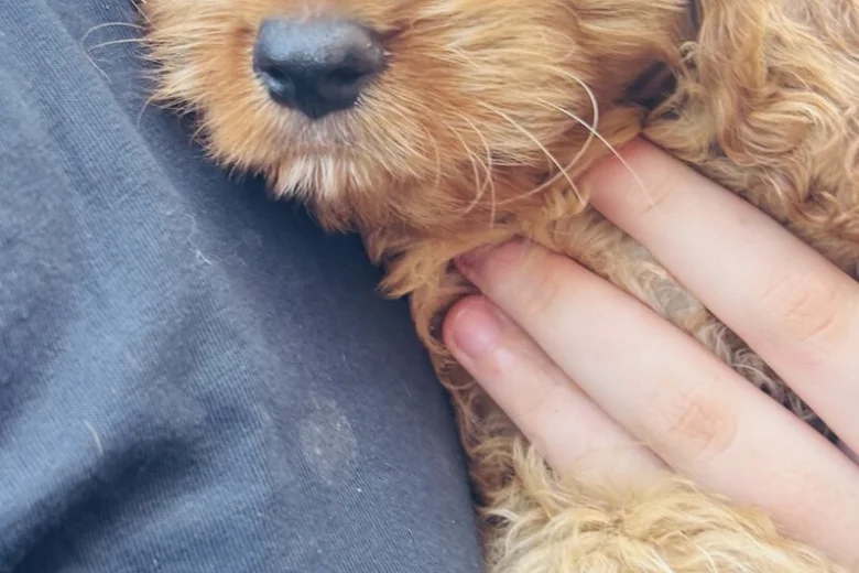 Cavapoo