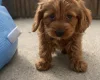 Cavapoo