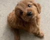 Cavapoo
