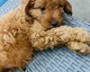 Cavapoo
