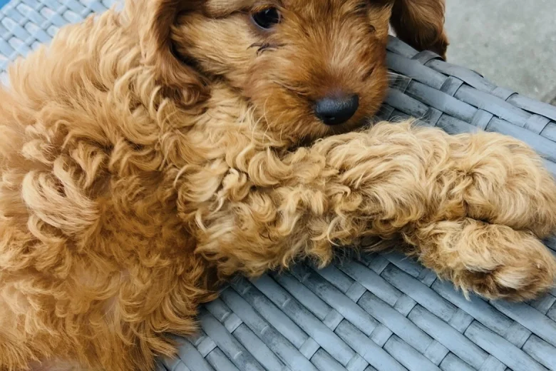 Cavapoo