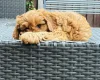 Cavapoo
