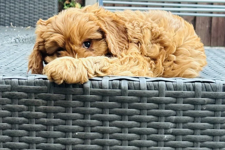 Cavapoo