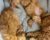Cavapoo