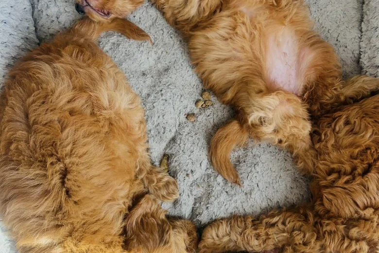 Cavapoo
