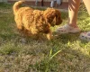 Cavapoo