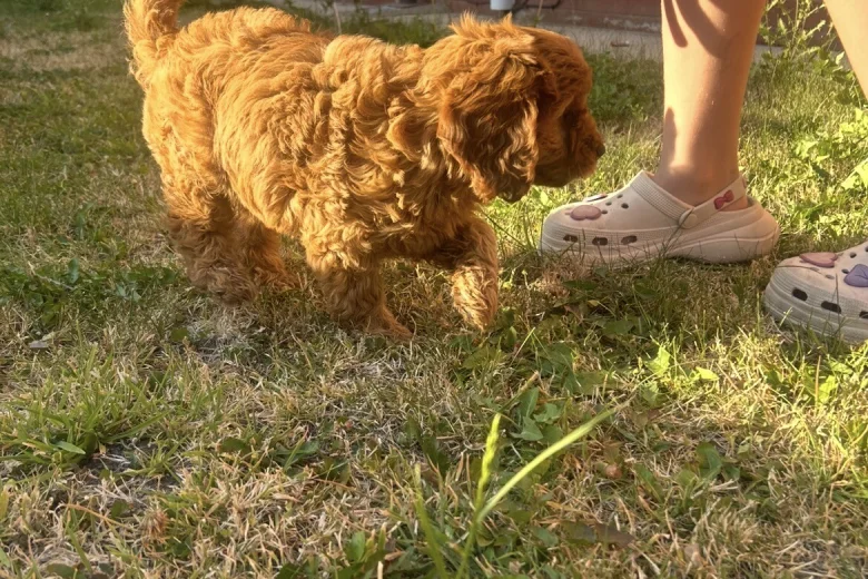 Cavapoo