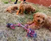 Cavapoo