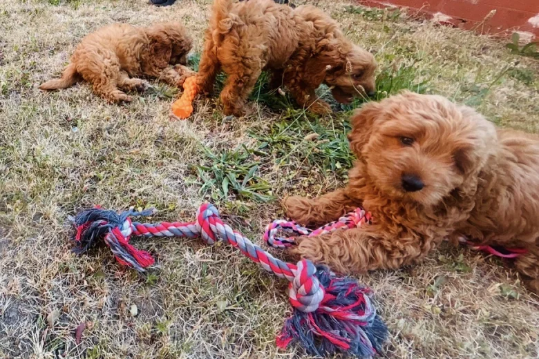 Cavapoo