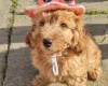 Cavapoo