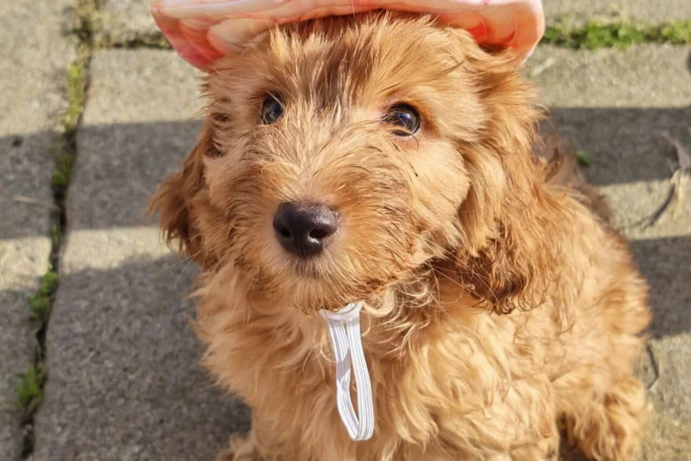 Cavapoo