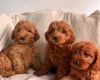 Cavapoo