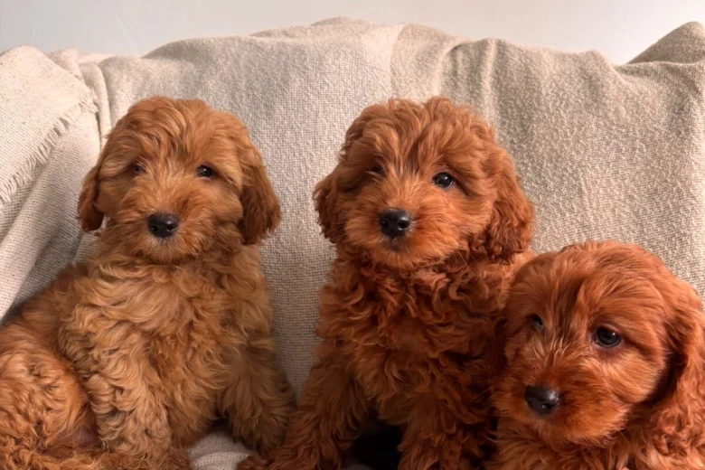 Cavapoo