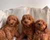 Cavapoo