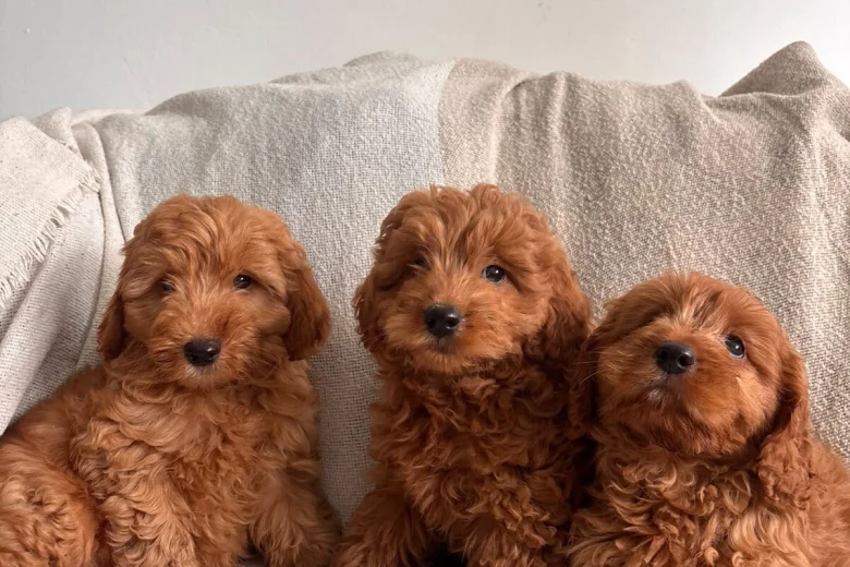 Cavapoo
