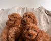 Cavapoo