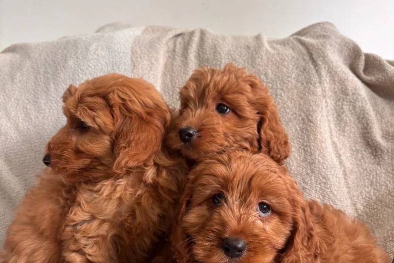 Cavapoo