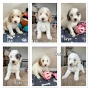Cavapoo