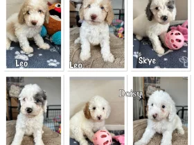 Cavapoo