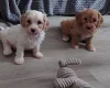 Cavapoo