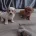 Cavapoo