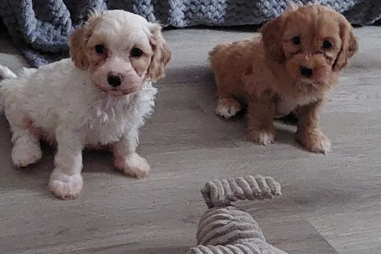 Cavapoo