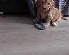 Cavapoo