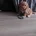 Cavapoo