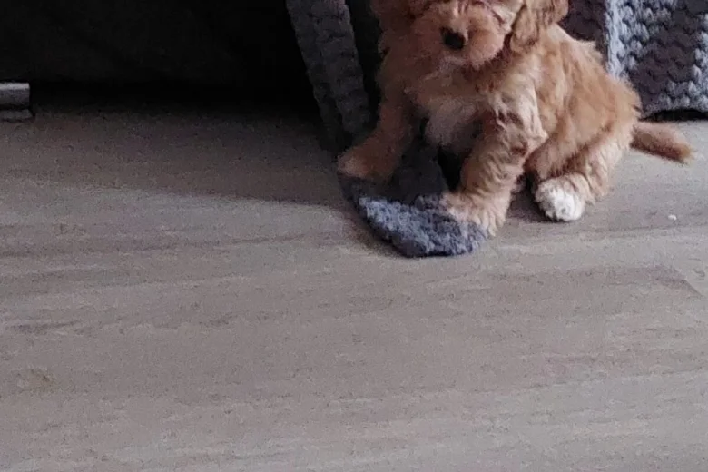 Cavapoo