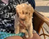 Cavapoo