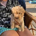 Cavapoo