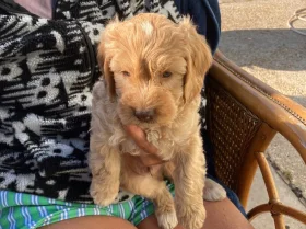 Cavapoo