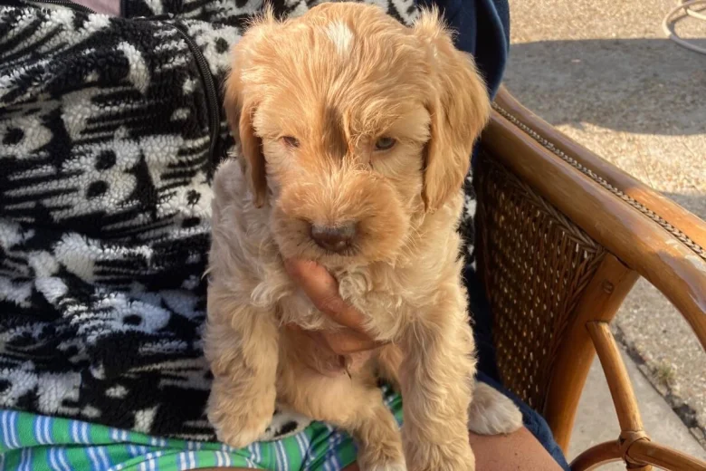 Cavapoo