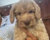 Cavapoo