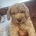 Cavapoo