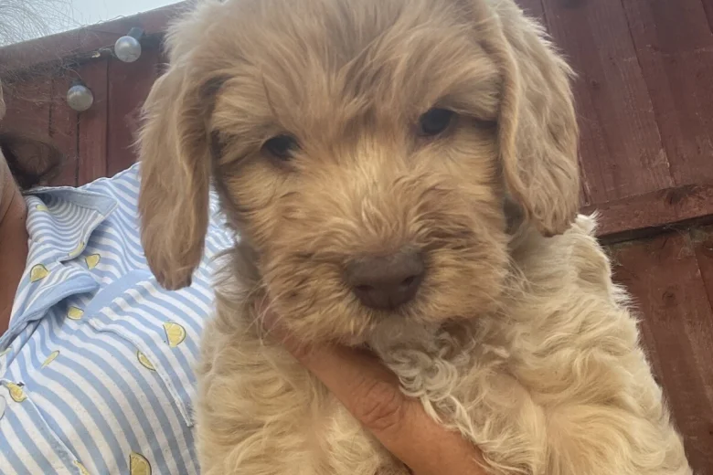 Cavapoo