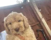 Cavapoo