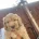 Cavapoo