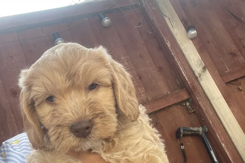 Cavapoo
