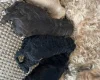 Cavapoo