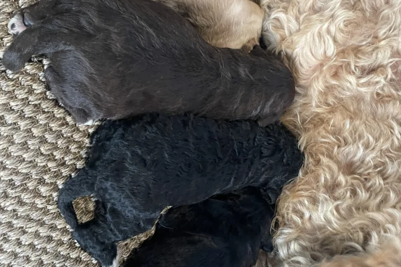 Cavapoo