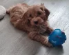 Cavapoo