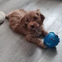 Cavapoo